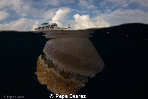 Underwater aliens as big as the boat :) taken after a fan... by Pepe Suarez 